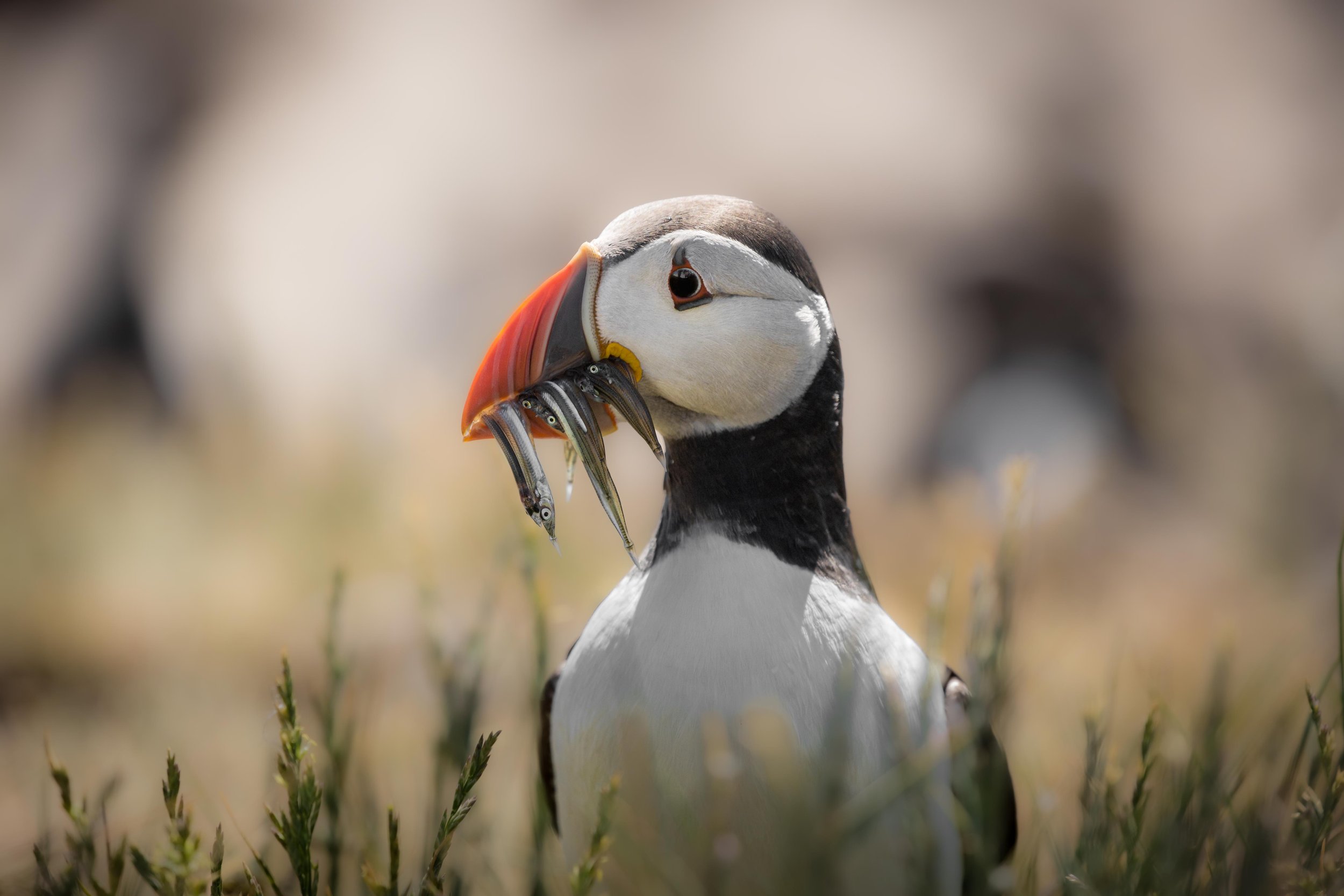 Puffin with sand eel lunch